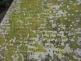 image of grave number 40088